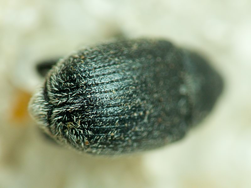 Curculionidae Latreille, 1802